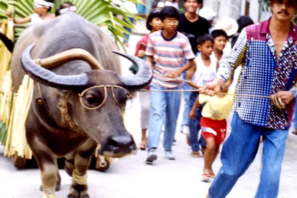 フィリピン フィエスタ(お祭)|水牛(カラバオ) 祭り(Carabao Festival)